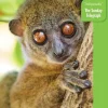 Bradt Travelguides Madagascar - Reisgids Madagaskar