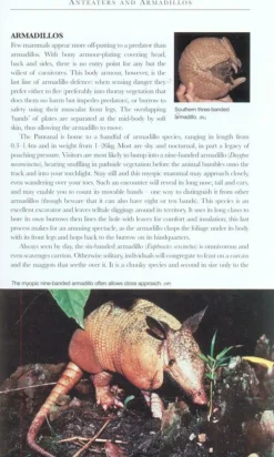 Bradt Travelguides Wildlife of the Pantanal