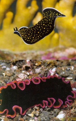 John Beaufoy Tropical Marine Life of the Indo-Pacific Region
