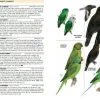 Struik Vogelgids Birds of the Indian Ocean