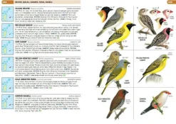 Struik Vogelgids Birds of the Indian Ocean